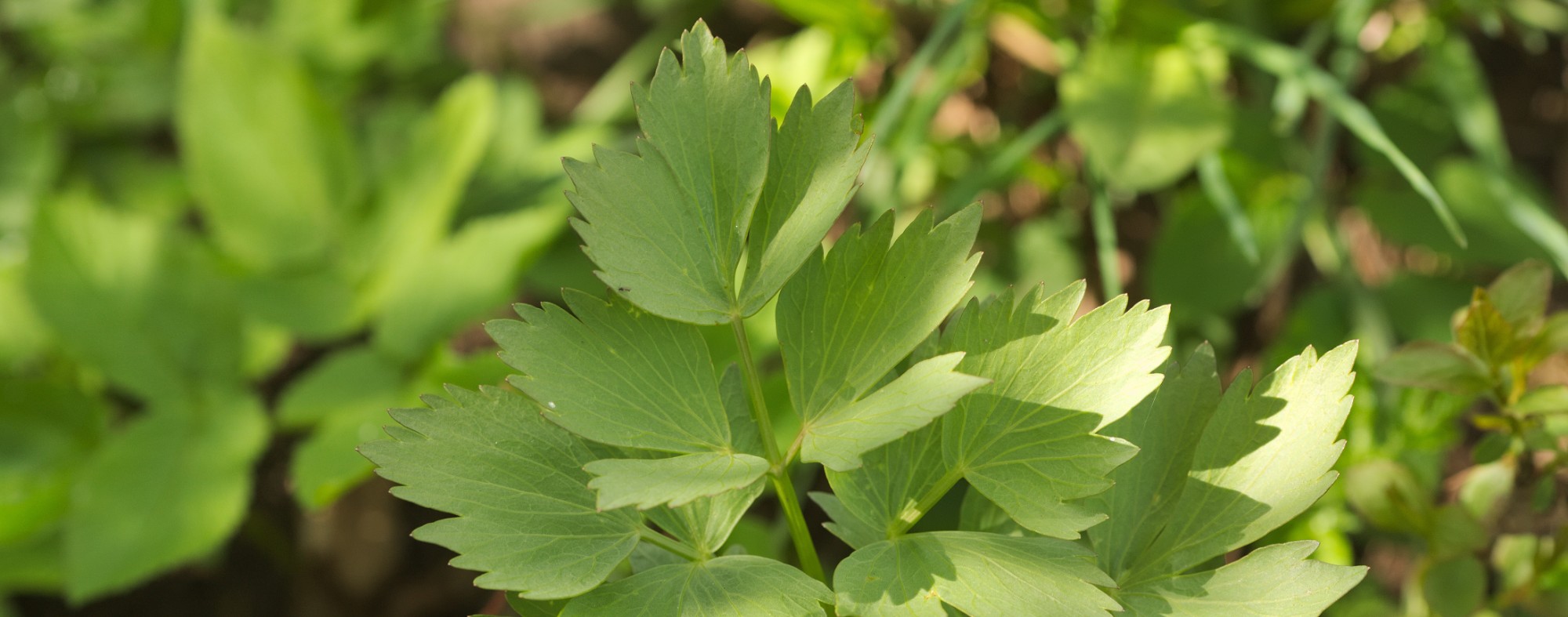 Lovage